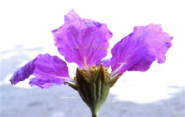  Flower (Lateral view)